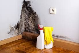 Why You Should Choose Our Mold Remediation Services in Waterville, OH